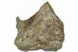 Fossil Hadrosaur (Edmontosaurus) Skin Cast - Montana #342162-2